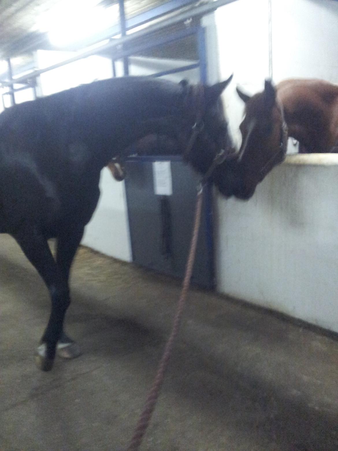 Anden særlig race Domino **soulmate** billede 10