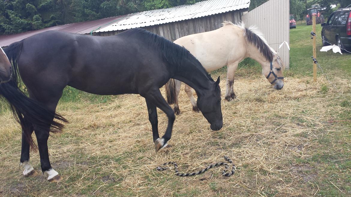 Anden særlig race Domino **soulmate** billede 11