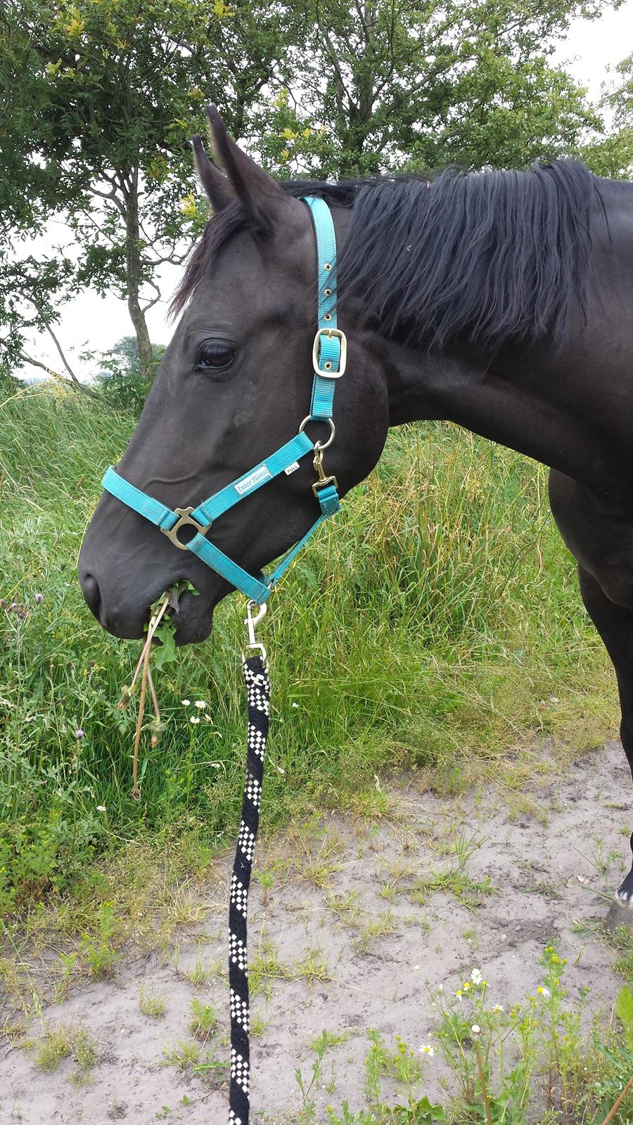 Anden særlig race Domino **soulmate** billede 12