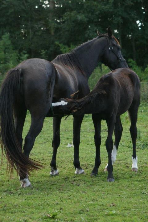 Anden særlig race Domino **soulmate** billede 13