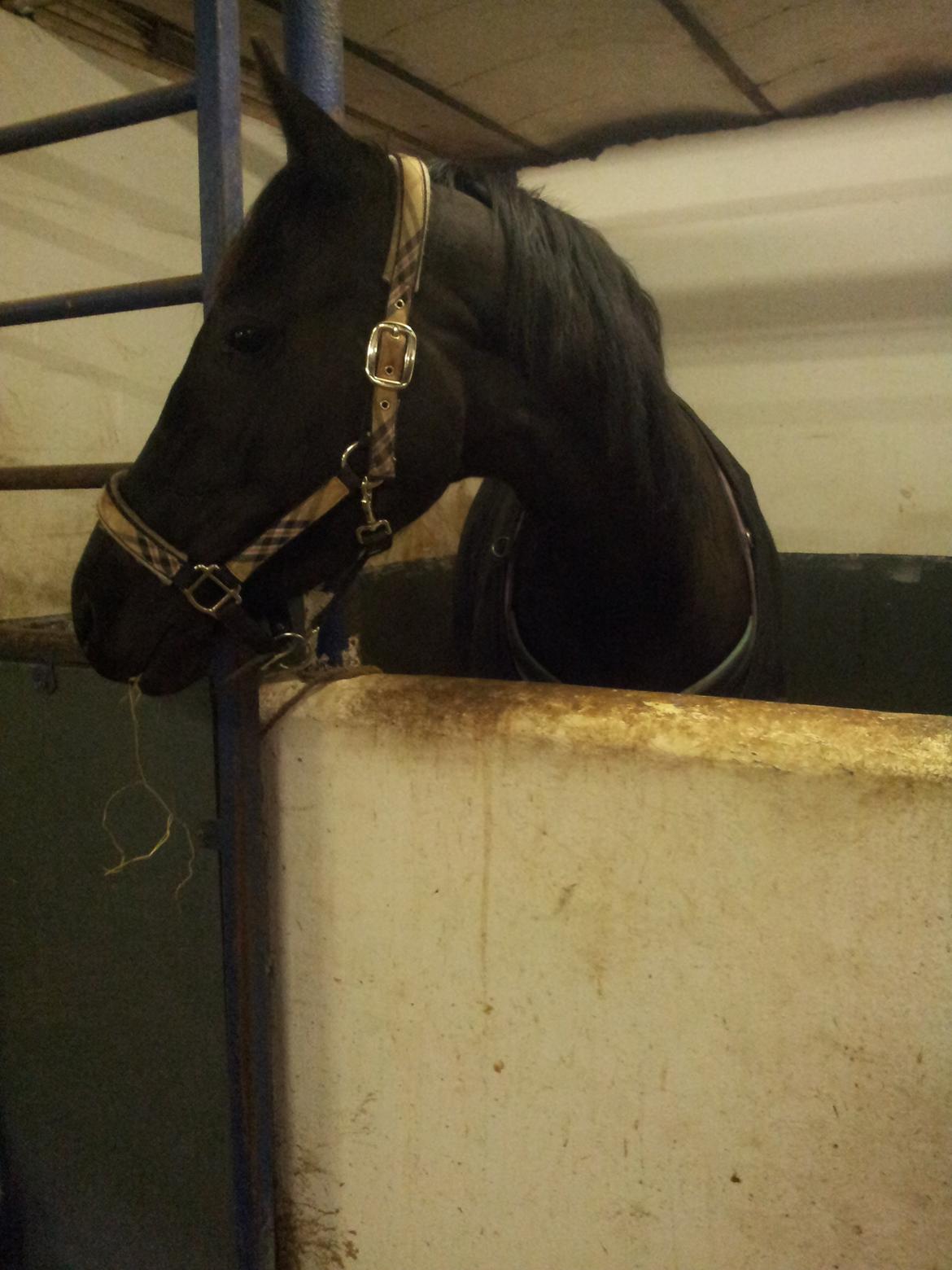 Anden særlig race Domino **soulmate** billede 14