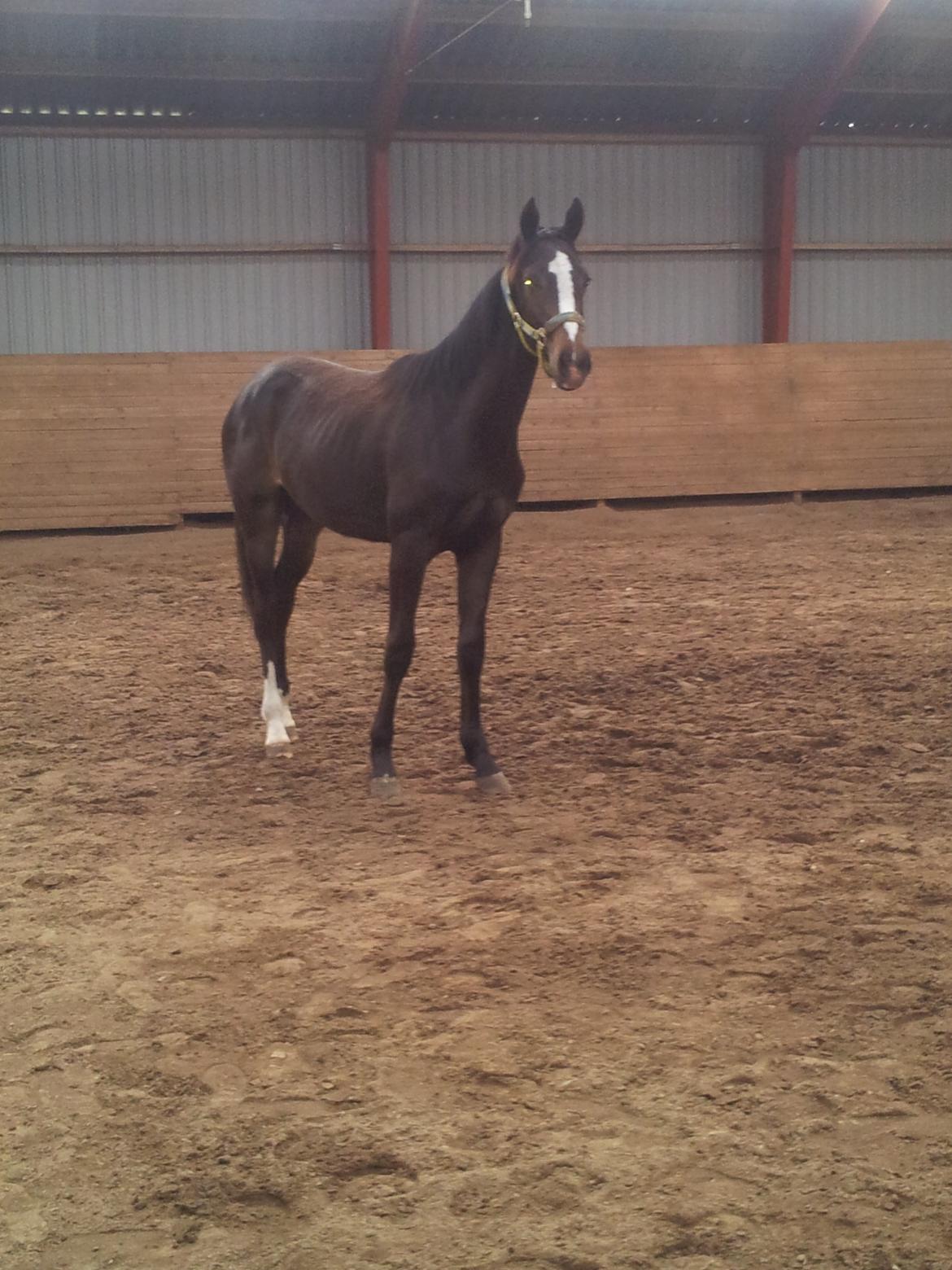 Anden særlig race Domino **soulmate** - Dominos smukke føl <3 billede 15