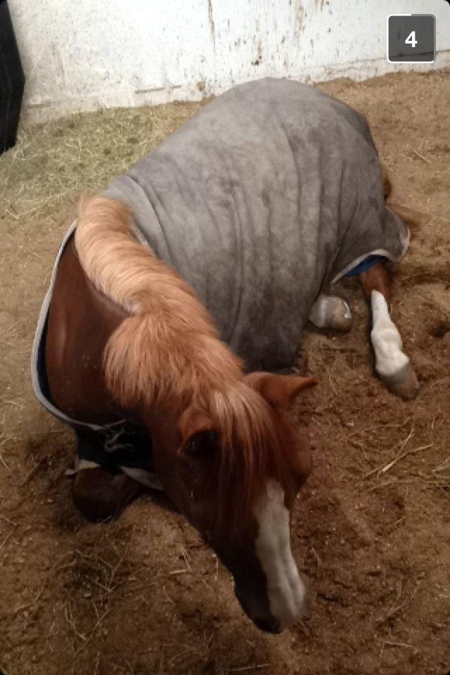 DSP Flicka billede 6