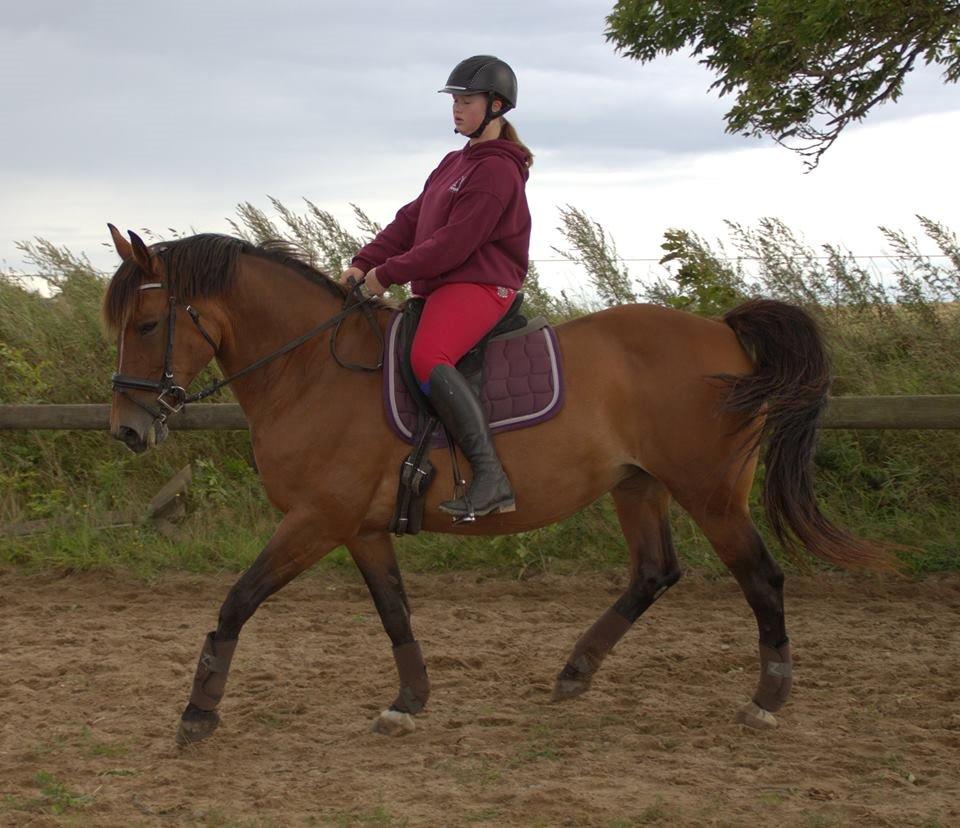 Dansk Varmblod Lacugo's Lady Sazet billede 3