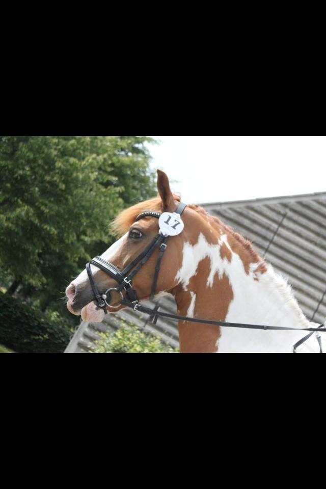 Pinto / haflinger indiana jones - 2014 billede 4