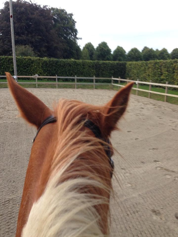 Anden særlig race Ramon (Monse) billede 18