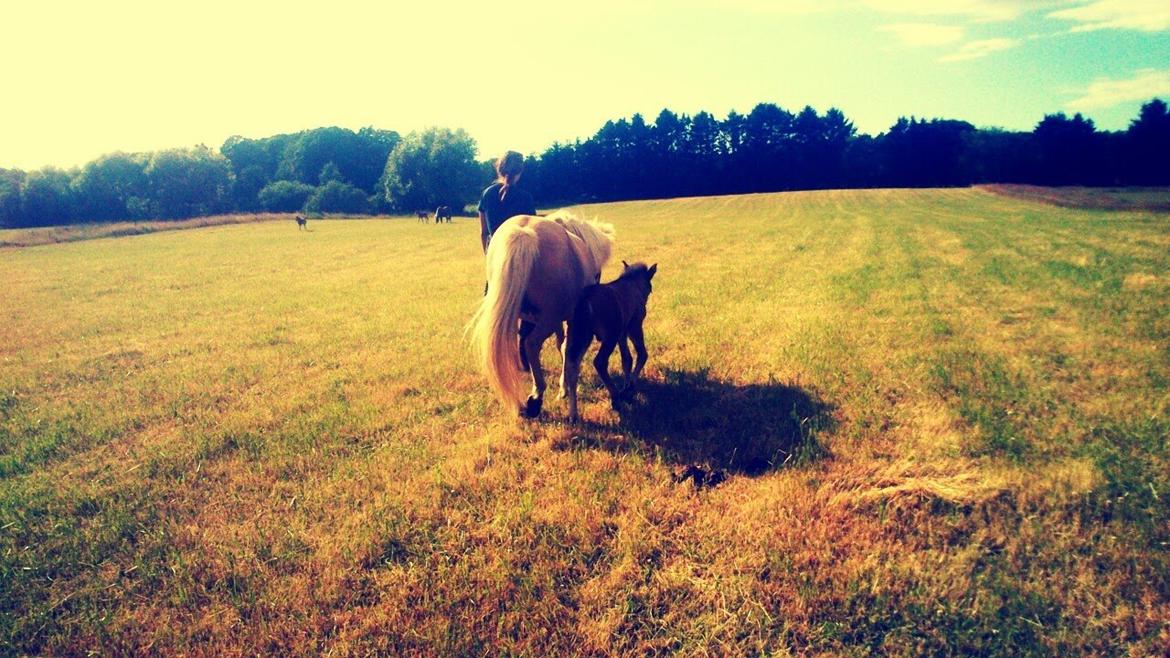 Islænder Elfa fra Allpass - En tid jeg ville ønske kunne vare for evigt. billede 18