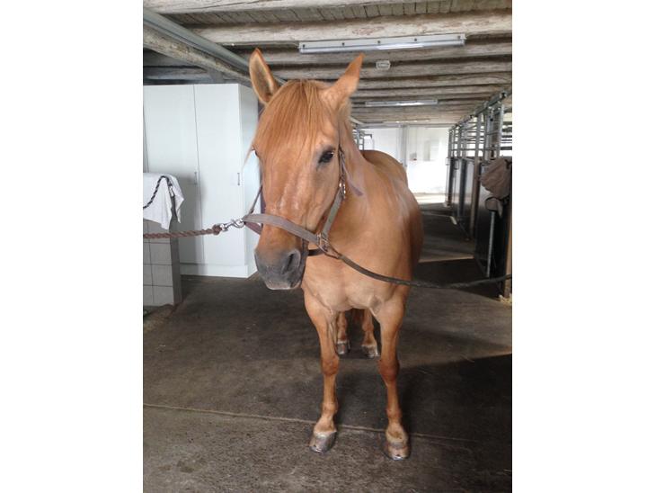 {{currentPhoto.altText}} billede {{currentPhoto.number}}