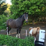 Dansk Varmblod Bambus