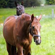 Tysk Oldenburger De Rubin