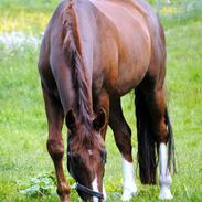Tysk Oldenburger De Rubin