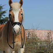 Haflinger Charlie