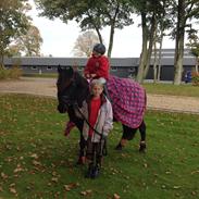 Gotlandsruss Tapan's Fagot