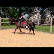 Gotlandsruss Tapan's Fagot