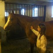 Welsh Pony af Cob-type (sec C) Tirana