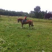 Welsh Pony af Cob-type (sec C) Tirana