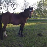 Anden særlig race Tarzan