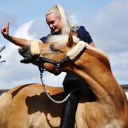 Haflinger Stachus