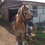 Haflinger santana RH ( Haffe! )