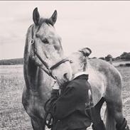 Dansk Varmblod Vidtskue's Cash