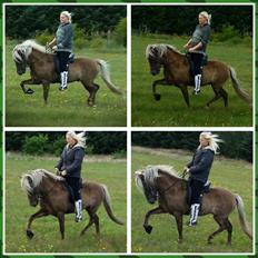 Islænder Ófeigur Fra Thorup <3