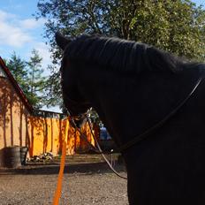 Dansk Varmblod Lundsbakkegaards Kasper