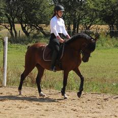 Anden særlig race Stald Poppels No Hippo Naomi