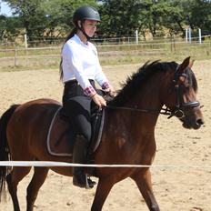 Anden særlig race Stald Poppels No Hippo Naomi