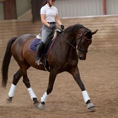 Dansk Varmblod Londondiary