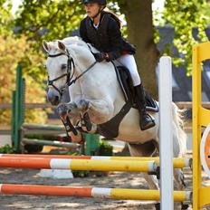 Welsh Partbred (Sec F) Ballettens Silent Victory