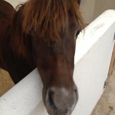 Shetlænder Pocahontas 