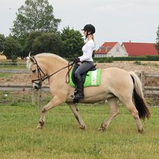 Fjordhest Haugård Stella