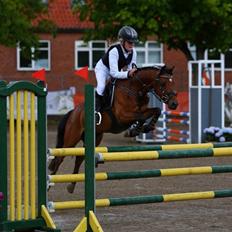 Welsh Partbred (Sec F) Klintholms Sir Chuck