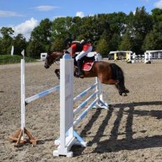 Welsh Partbred (Sec F) Klintholms Sir Chuck