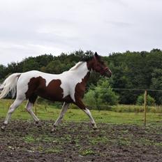 Pinto Gaasdal´s Jasmin
