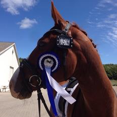 Dansk Varmblod Lindegaardens Zafir 