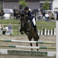 New Forest Kabrit's Acapella (anna)