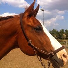 Arabisk fuldblod (OX) Lavina (tidligere hest)