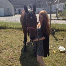 Hannoveraner CHARMEUR