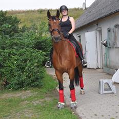 Hannoveraner CHARMEUR