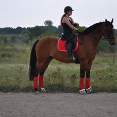 Hannoveraner CHARMEUR