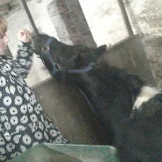 Shetlænder prins Henning