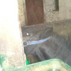 Shetlænder prins Henning