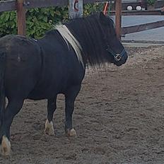 Shetlænder prins Henning