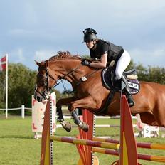 Dansk Varmblod Monique