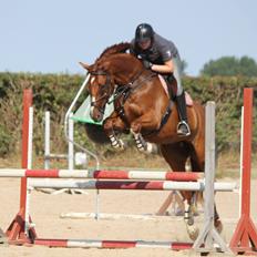 Dansk Varmblod Monique