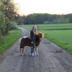 Shetlænder Come on {Tidl. Pony} (passer ham nu)