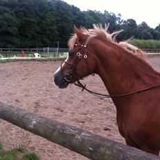 Welsh Pony af Cob-type (sec C) Tirana