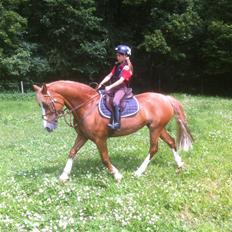 Welsh Pony af Cob-type (sec C) Tirana