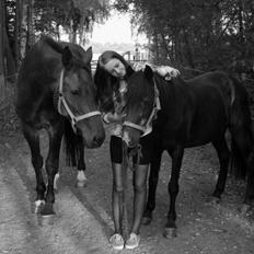 New Forest / Araber Pinocchio